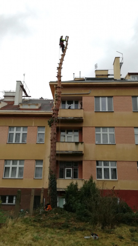 Rizikov kcen strom